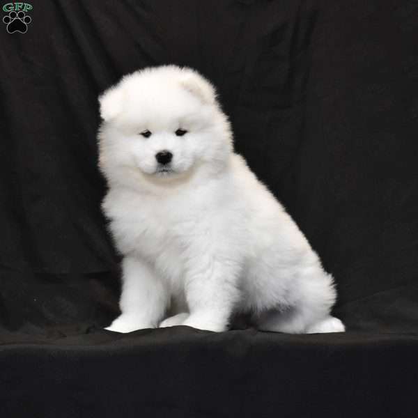 Snowflake, Samoyed Puppy